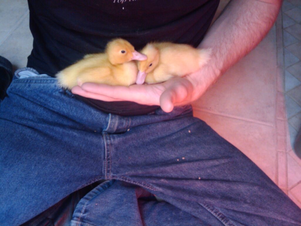 Baby Ducks / Ducklings