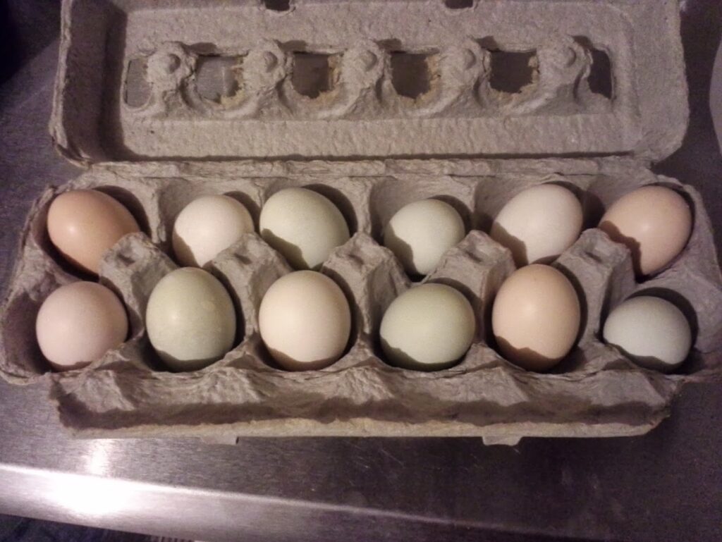 Chicken Eggs