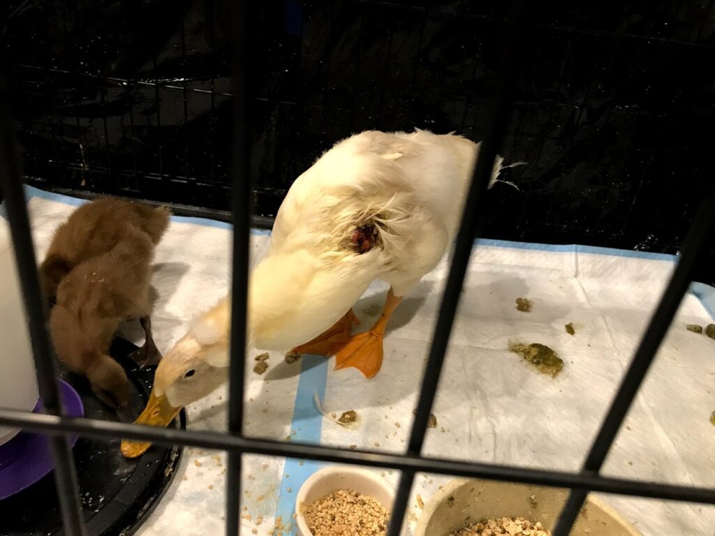 Injured duck with friends