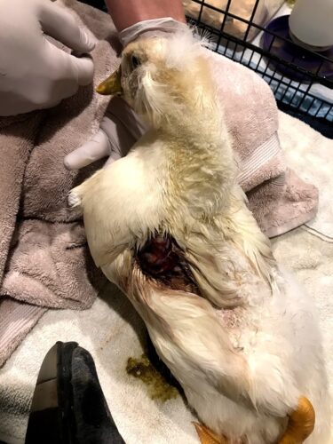 Injured Duck - Initial wound
