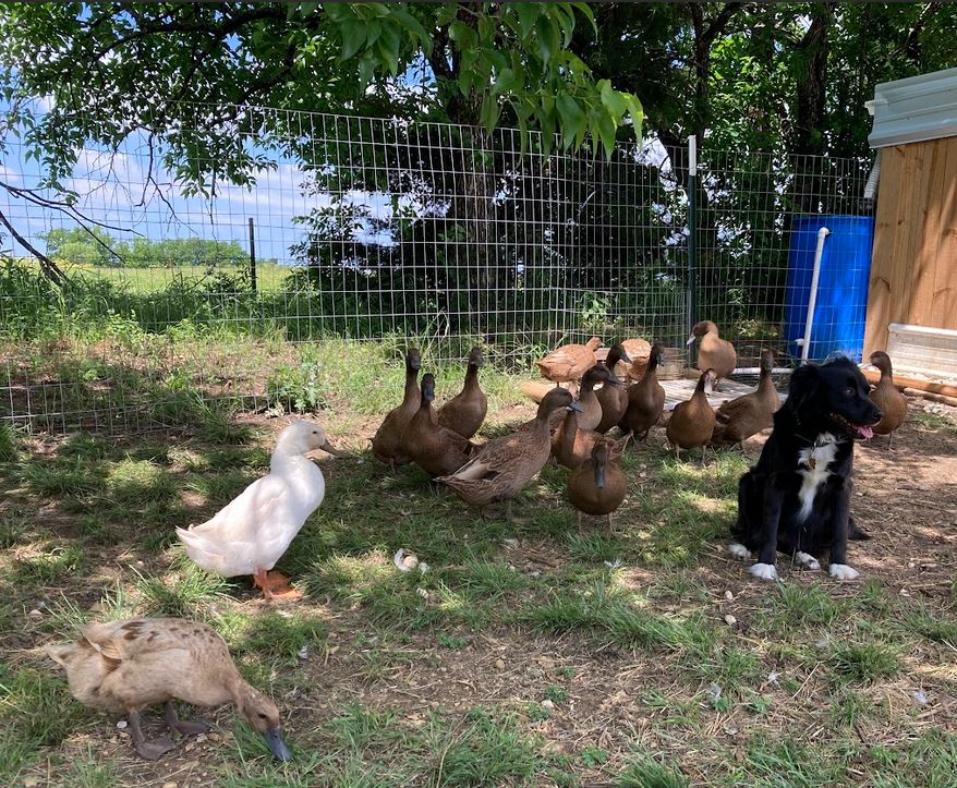 Surviving white duck with brown duck friends.