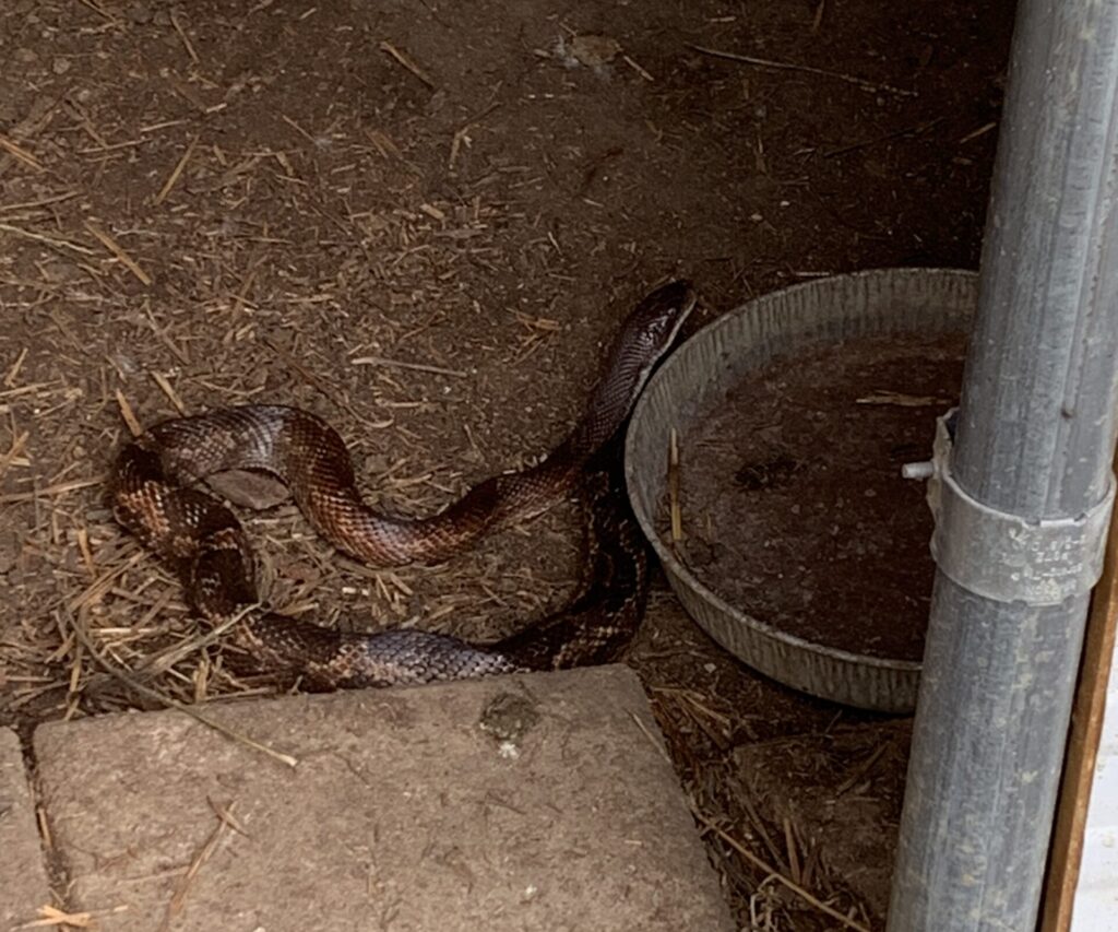 The brown snake returns in the coop