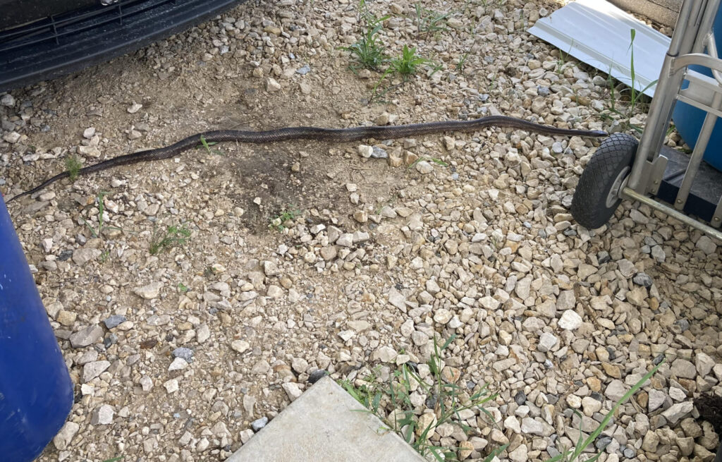 Rat Snake in my driveway
